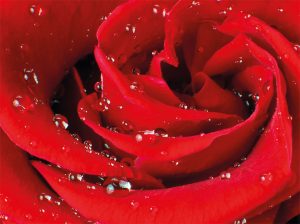 Desvelado uno de los mayores enigmas de las superficies biológicas