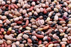 Descubren un gen que controla el número de flores en las leguminosas
