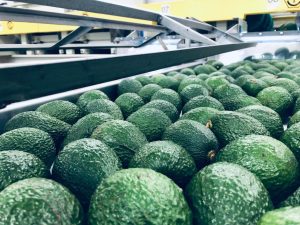 Los planes de Danper en la industria del aguacate de Colombia