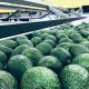 Los planes de Danper en la industria del aguacate de Colombia