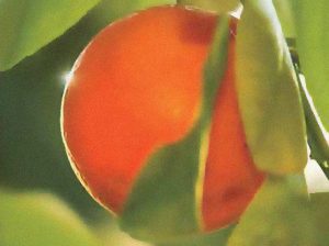 Agrosupport: expertos en control de estrés climático