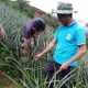 Productores del Vraem incrementan producción de piña Golden