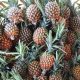 Ecuador se consolida como el primer país exportador de piña en América del Sur