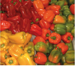 El pimiento es líder en la producción de Almería y sustituye al tomate