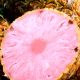 Fresh del Monte Produce y su apuesta por la venta de piñas de color rosa