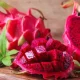 En el sur de México apuestan por el cultivo de la pitahaya para generar nuevas alternativas de producción