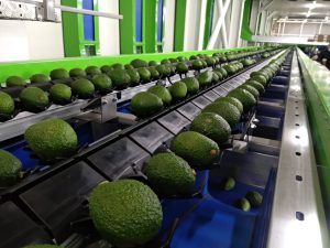 China, el nuevo destino para el aguacate colombiano