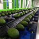 China, el nuevo destino para el aguacate colombiano