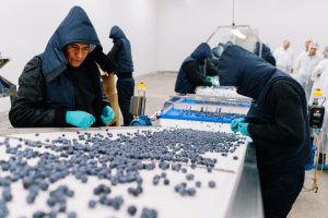 Curso de Poscosecha brindará herramientas para mantener la calidad de la fruta de exportación