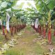 Productores de banana se unen para luchar contra el Fusarium Raza 4 Tropical