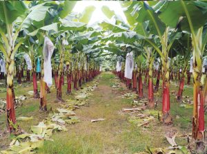 El reto de mejorar la productividad del banano