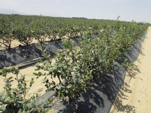 Concentrados en la ventana de mejores precios