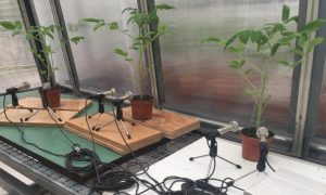 Gran descubrimiento: las plantas estresadas emiten sonidos a través del aire