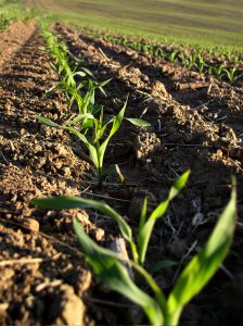 Compactación: En muchos casos, enemigo número uno del rendimiento en maíz