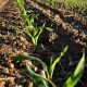 Las implicancias de los eventos meteorológicos extremos en el sector agrícola