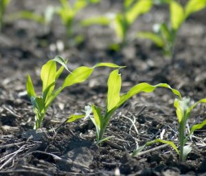 Rico Farms abre una biofábrica en México para productos orgánicos