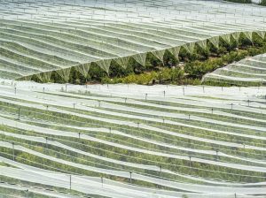 El uso de plásticos en el agro se reinventa a nivel planetario