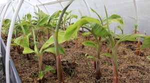 En el Huila adelantan proyecto para producir plátano de alta calidad