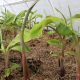 En el Huila adelantan proyecto para producir plátano de alta calidad