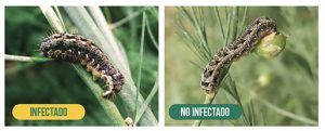 En Vivo SC, El insecticida biológico de última generación