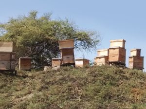 Recomendaciones prácticas para hacer mucho más eficiente la polinización del palto