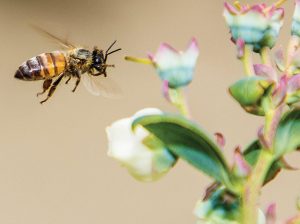Desarrollan tecnología de polinización que facilitaría la vida de las abejas