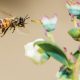 Desarrollan tecnología de polinización que facilitaría la vida de las abejas
