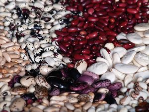 ¿Cómo fertilizar leguminosas de manera natural a través del uso de rizobios?