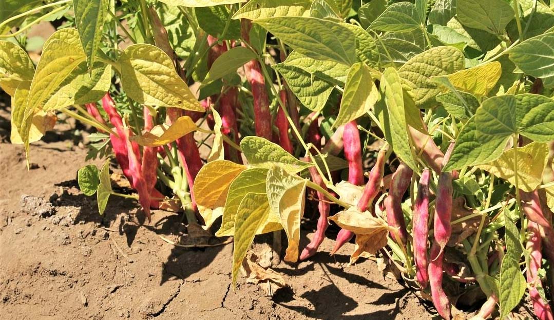 papa en el sur de Chile