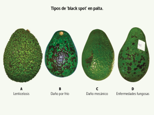 Poscosecha en palta: 