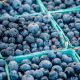Avances en poscosecha para mejorar la competitividad del arándano