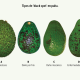 Poscosecha en palta: 