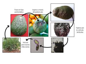 Memoria descriptiva sobre Lasiodiplodia sp