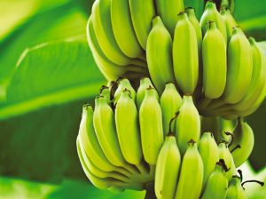 Los nuevos retos del banano orgánico peruano ante la competencia de productores vecinos