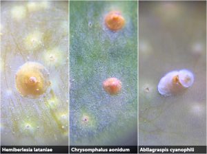 Manejo de queresas en palto