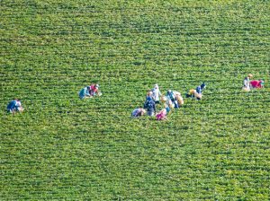 El arándano peruano  acelera rápidamente