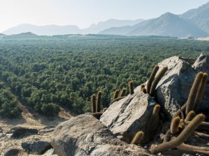 La palta sigue siendo un buen negocio
