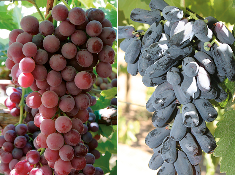 Banner Agroenzymas - Rooting