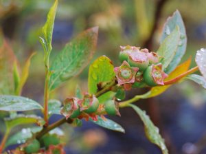 Manejo de la fisiología de la nutrición para una mejor vida poscosecha