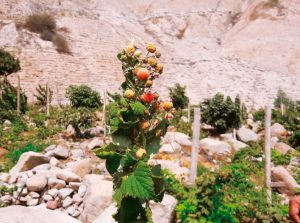 La frambuesa  ya asoma en los campos peruanos