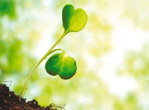 ¿Cómo definir y cómo normar los productos bioestimulantes?