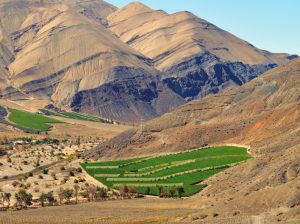 La estrategia que prepara la región productora de uva más cercana a Perú