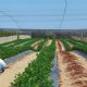 La EFSA modifica los LMR de fosfonato de potasio en arándanos