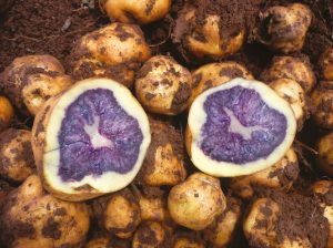 Nuevos caminos para la papa peruana