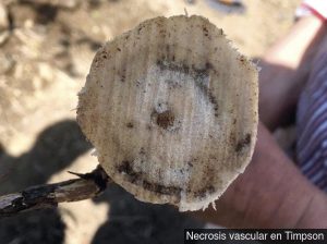 Declinación y muerte de plantas en nuevas variedades de uva de mesa