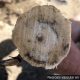 Declinación y muerte de plantas en nuevas variedades de uva de mesa