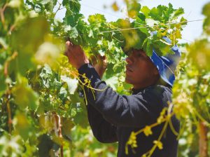 “Debemos alinearnos en ser buenos productores y no pensar tanto en el mercado”
