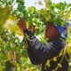 “Debemos alinearnos en ser buenos productores y no pensar tanto en el mercado”