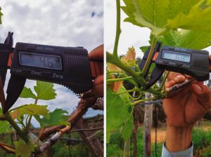 Manejo de reservas en uva de mesa en condiciones tropicales