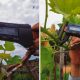 Manejo de reservas en uva de mesa en condiciones tropicales